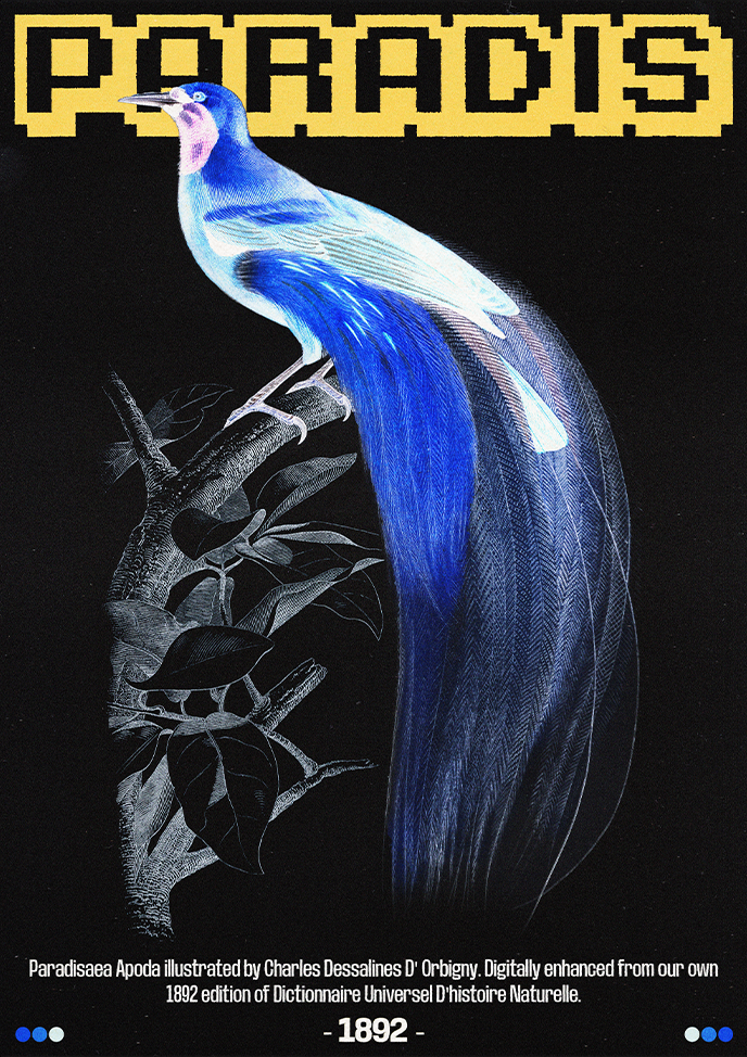 Paradis-Alternate-2
