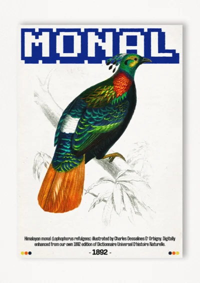 Le poster Monal est constitué d’éléments textuels informatifs et d'éléments graphiques issus de ressources ornithologiques encyclopédiques libres de droit. Le poster arbore un style rétro, mélangeant modernité de la structure et de la typographie associé à des éléments encyclopédique rétro.