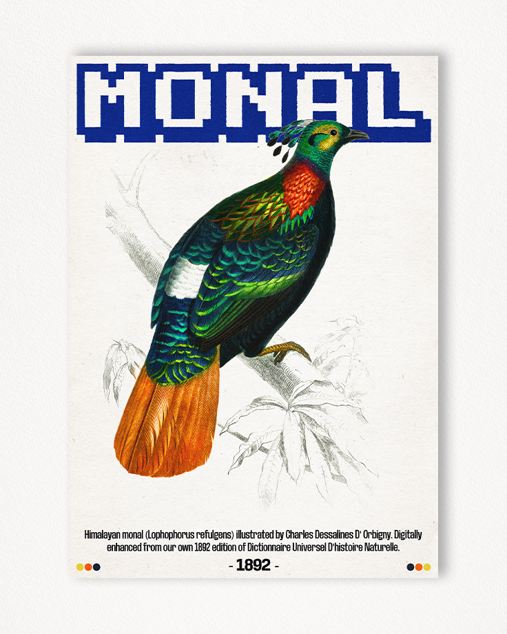 Le poster Monal est constitué d’éléments textuels informatifs et d'éléments graphiques issus de ressources ornithologiques encyclopédiques libres de droit. Le poster arbore un style rétro, mélangeant modernité de la structure et de la typographie associé à des éléments encyclopédique rétro.