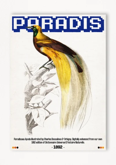 Le poster Paradis est constitué d’éléments textuels informatifs et d'éléments graphiques issus de ressources ornithologiques encyclopédiques libres de droit. Le poster arbore un style rétro, mélangeant modernité de la structure et de la typographie associé à des éléments encyclopédique rétro.