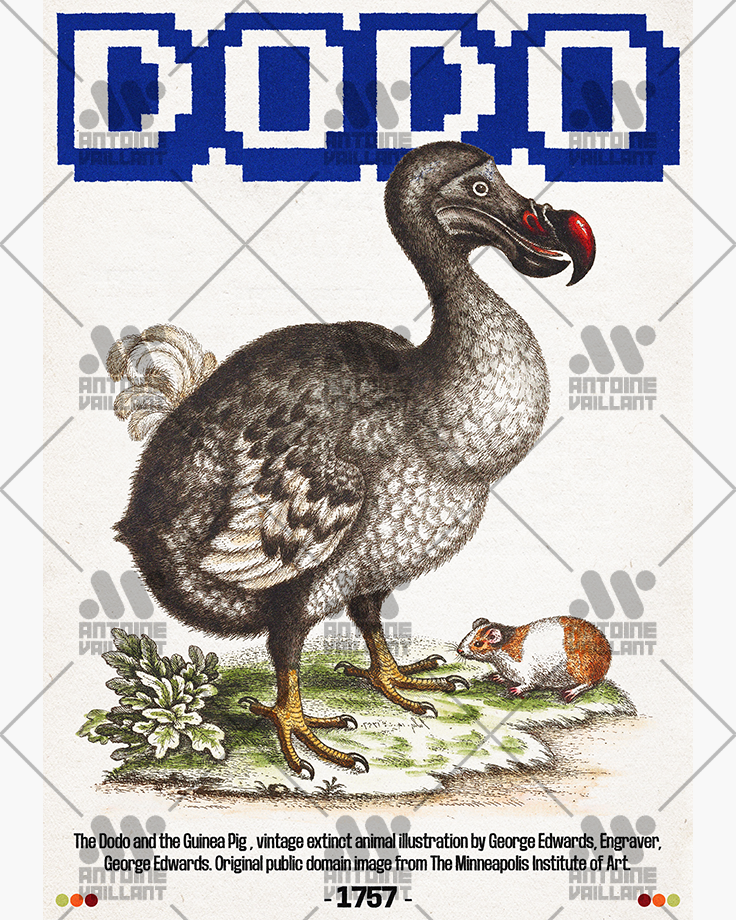 Le poster Dodo est constitué d’éléments textuels informatifs et d'éléments graphiques issus de ressources ornithologiques encyclopédiques libres de droit. Le poster arbore un style rétro, mélangeant modernité de la structure et de la typographie associé à des éléments encyclopédique rétro.