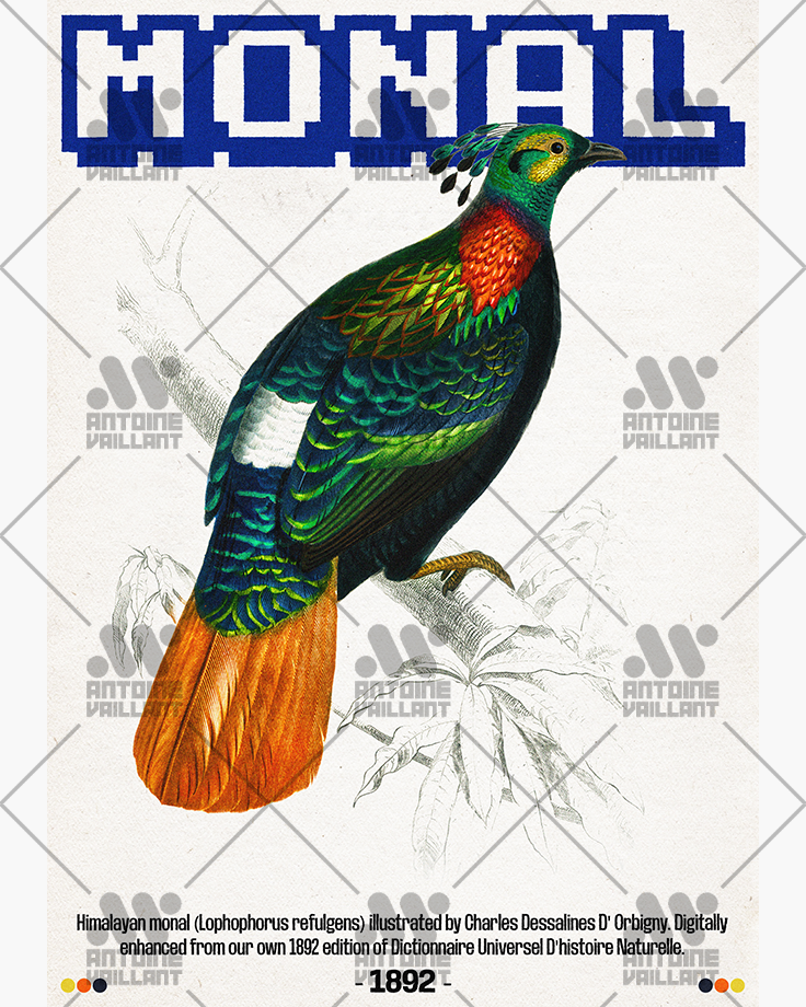 Le poster Monal est constitué d’éléments textuels informatifs et d'éléments graphiques issus de ressources ornithologiques encyclopédiques libres de droit. Le poster arbore un style rétro, mélangeant modernité de la structure et de la typographie associé à des éléments encyclopédique rétro.