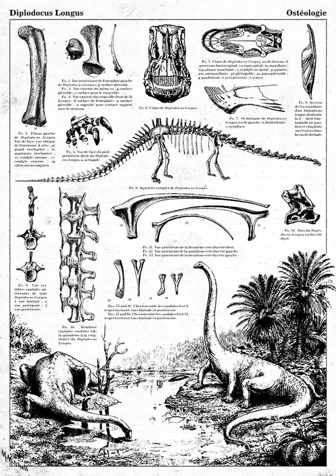 Poster alternatif du poster Diplodocus Encyclopedia, constitué des même éléments graphiques que l'original en arborant une monochromie noir et blanche.