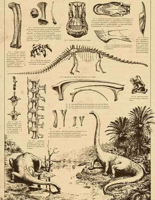 Diplodocus Encyclopedia