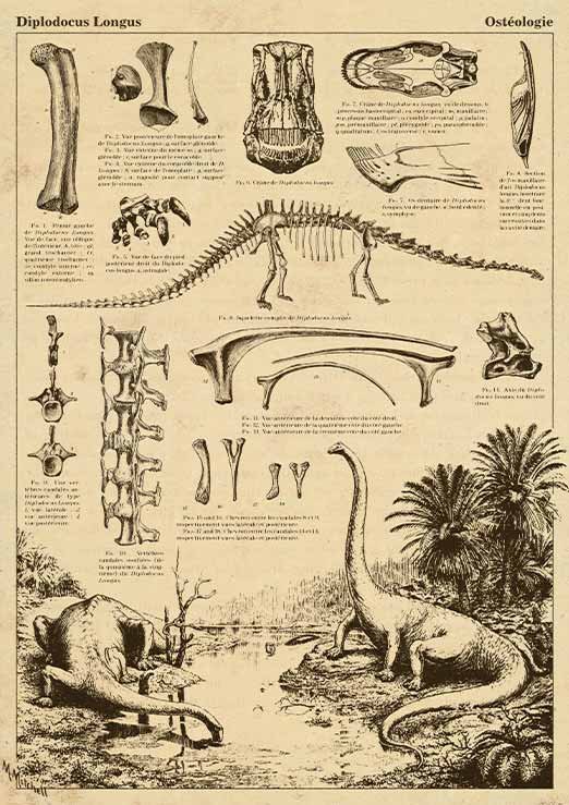 Diplodocus Encyclopedia