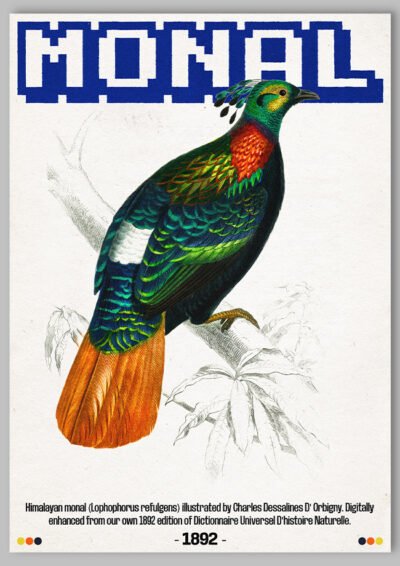 Le poster Monal est constitué d’éléments textuels informatifs et d'éléments graphiques issus de ressources ornithologiques encyclopédiques libres de droit. Le poster arbore un style rétro, mélangeant modernité de la structure et de la typographie associé à des éléments encyclopédique rétro.