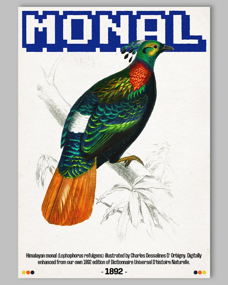 Le poster Monal est constitué d’éléments textuels informatifs et d'éléments graphiques issus de ressources ornithologiques encyclopédiques libres de droit. Le poster arbore un style rétro, mélangeant modernité de la structure et de la typographie associé à des éléments encyclopédique rétro.