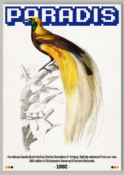 Le poster Paradis est constitué d’éléments textuels informatifs et d'éléments graphiques issus de ressources ornithologiques encyclopédiques libres de droit. Le poster arbore un style rétro, mélangeant modernité de la structure et de la typographie associé à des éléments encyclopédique rétro.