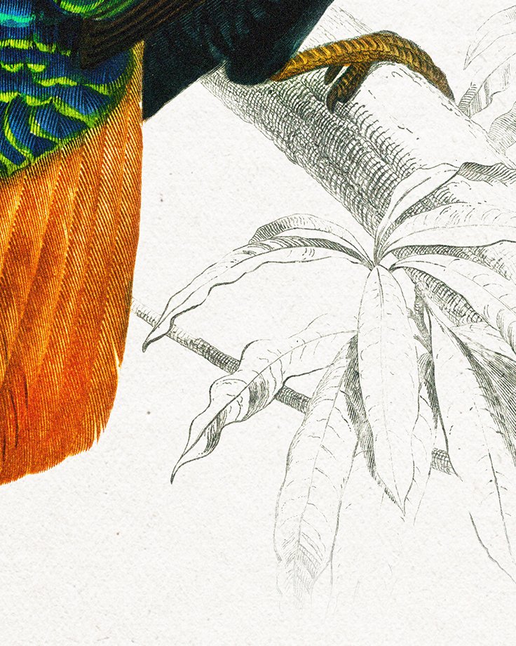 Zoom sur le poster Monal afin de s’attarder sur les détails, les textures, les couleurs et les effets de style appliqué.